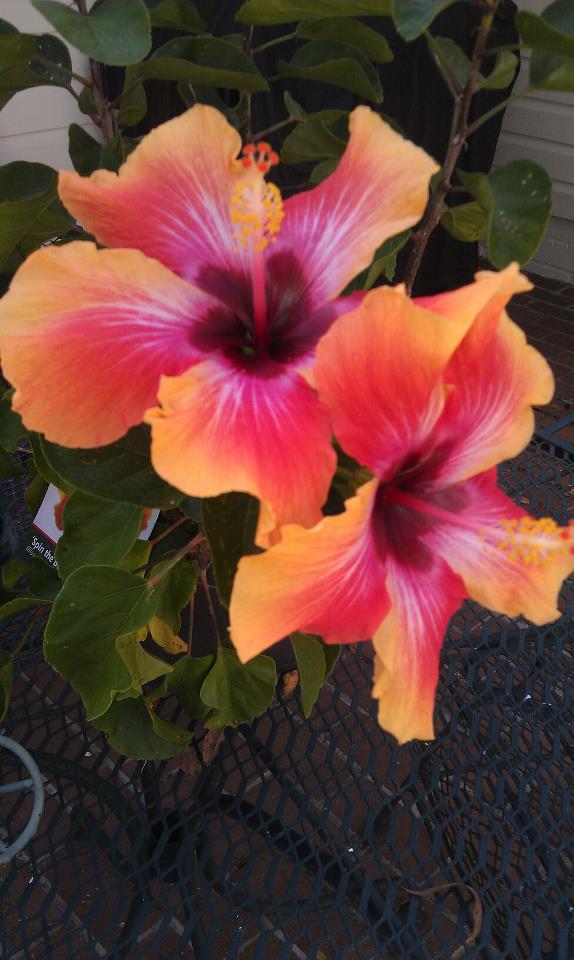 値下FAUNE / Hibiscus Vintage White / 6-8 Vintage Fitz & Floyd Hummingbird 7